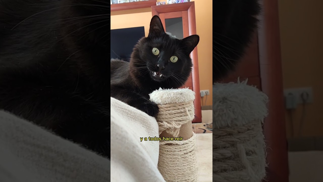 Kratos, el nariz de terciopelo