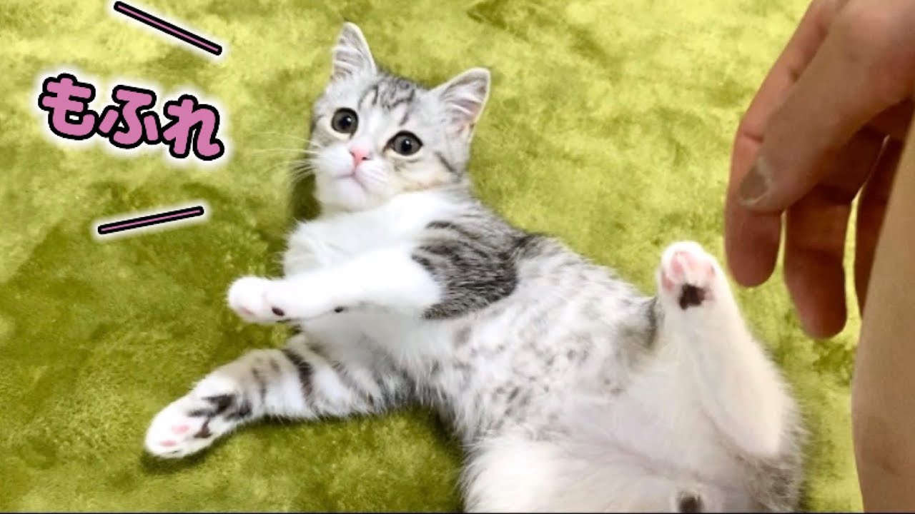 どこまでもついてきて甘える、ストーカー子猫がこちら【スコティッシュフォールド】