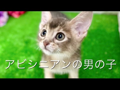 アビシニアンの子猫　（中之島）