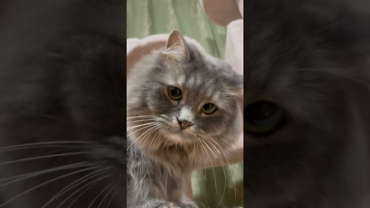 【実は】『ラガマフィン』って猫界のテディベアって呼ばれてるの知ってた？？