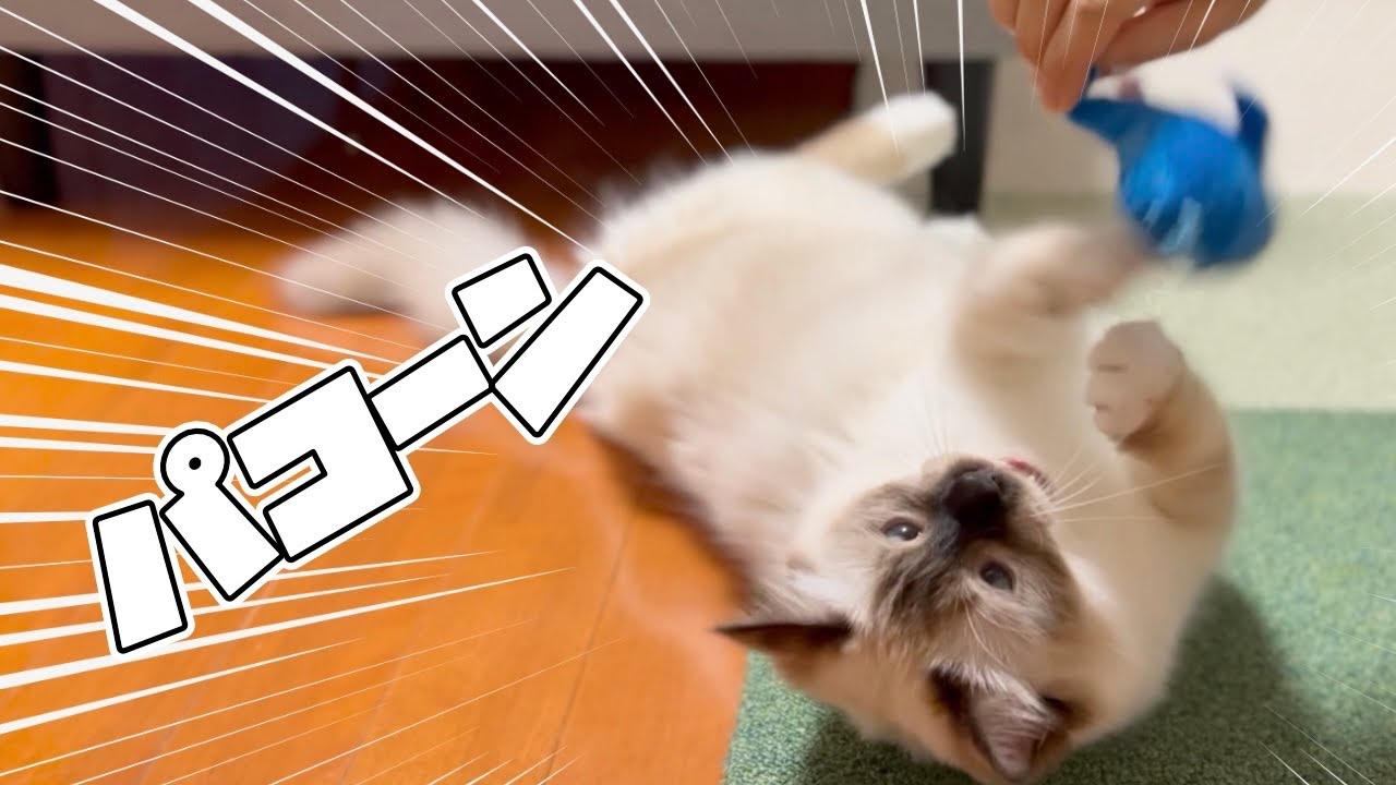 ガチャポンおもちゃで猫、遊びます。【バーマン】