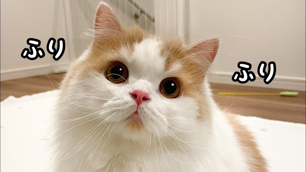 飼い主と一緒に首ぐるぐる体操する猫🐱#shorts