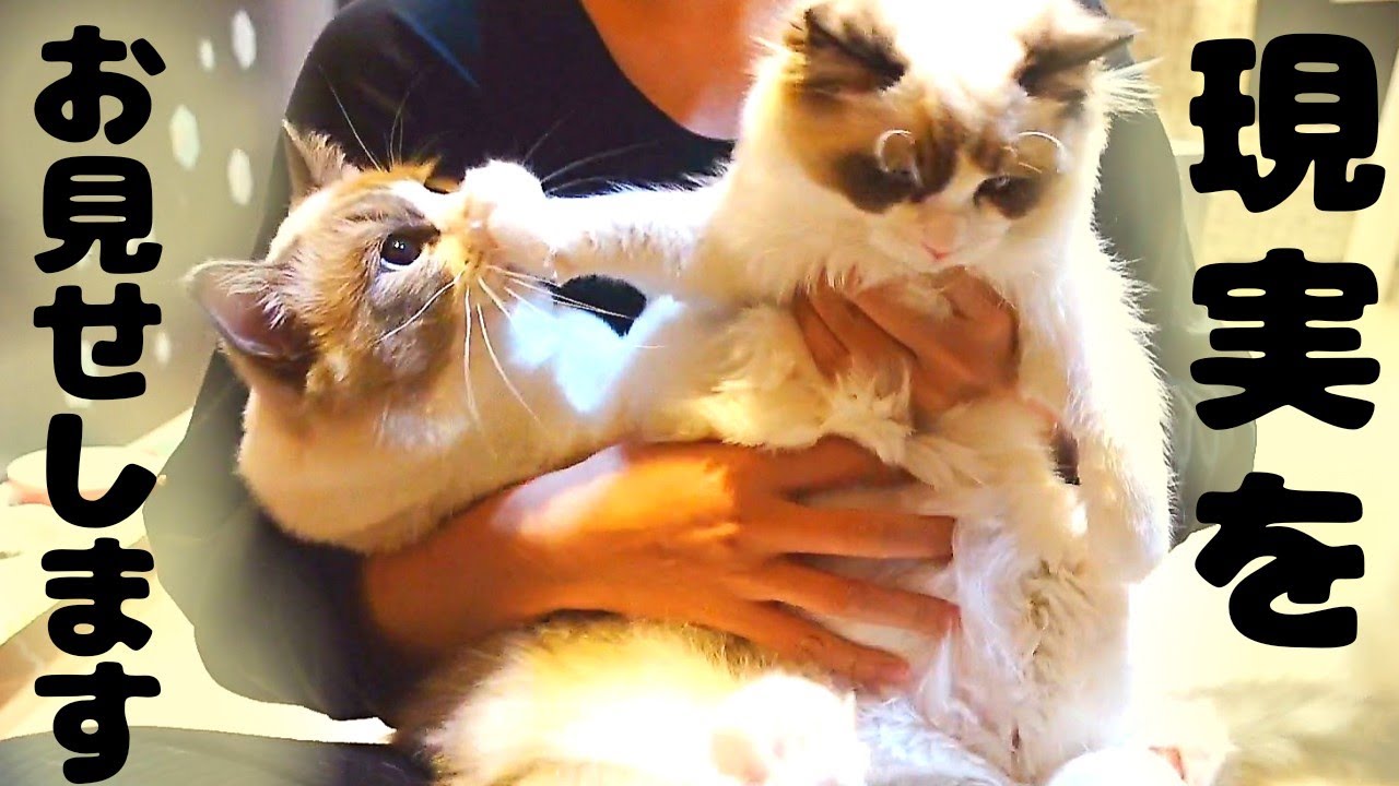 猫の抜け毛！ラグドール(長毛猫)を飼ったらこうなる(´ﾟ×ﾟ｀)ありのままをお見せします