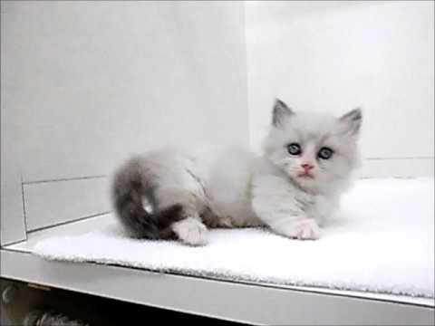 マンチカン♀シールポイント9 25