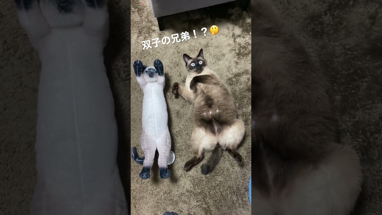 シャム猫兄弟！？