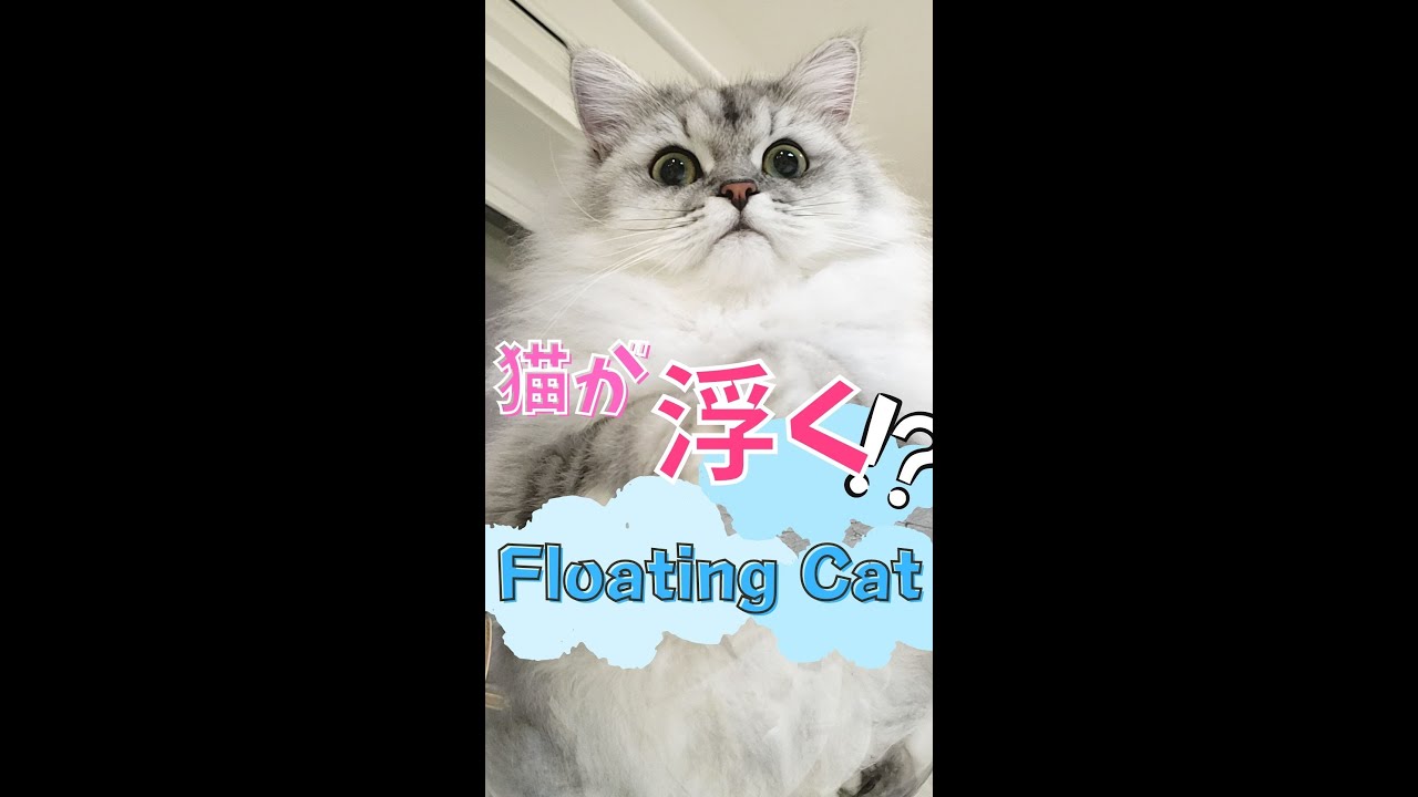 【Fluffy cat is floating】宙に浮かぶもふもふペルシャ猫⁉【宇宙船ハンモック】