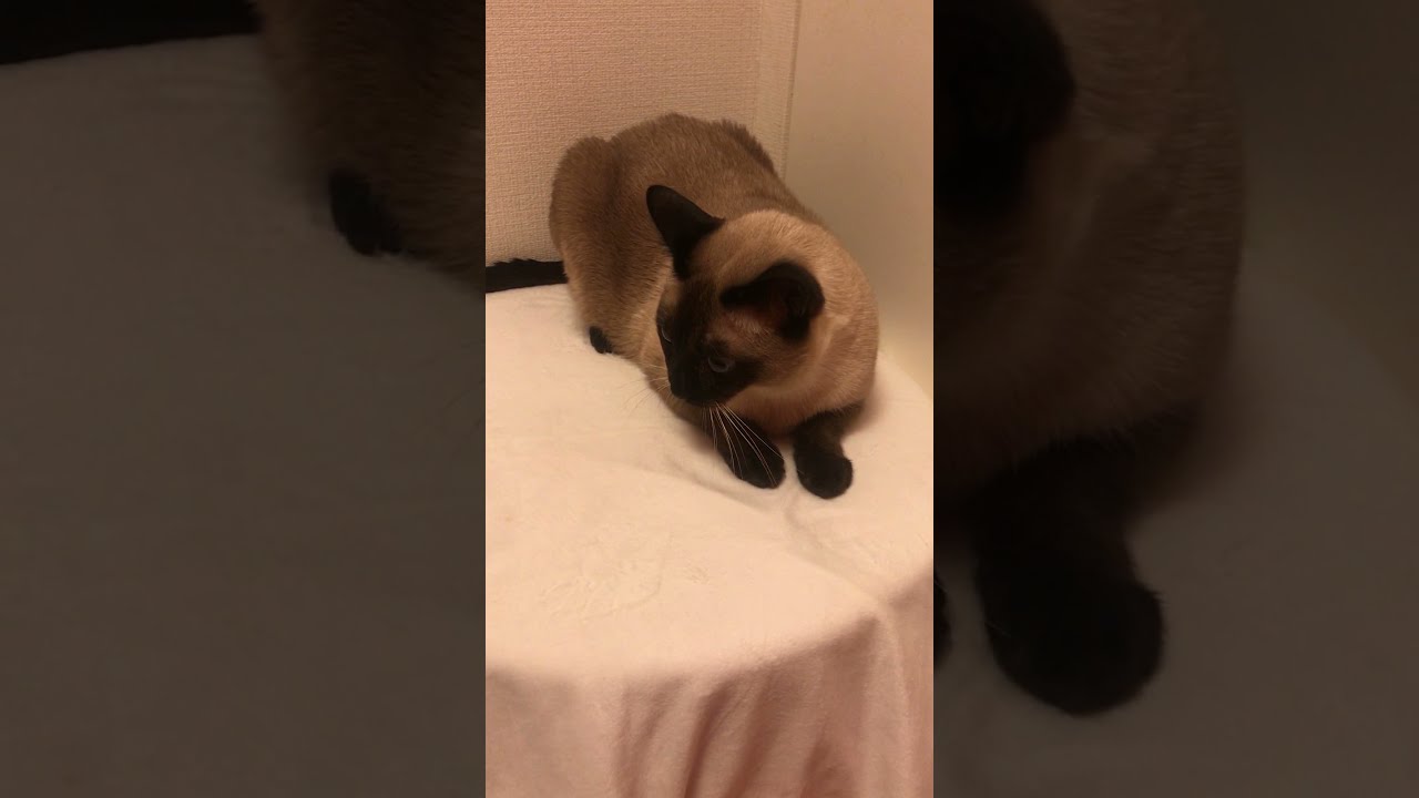 くねくね遊びをするトンキニーズなのにゃ♪