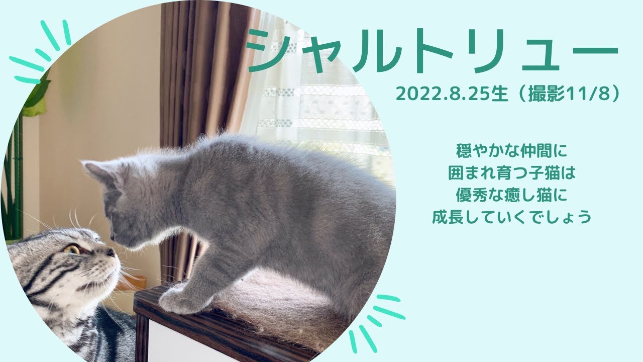 【シャルトリュー子猫】8月生まれ男の子の紹介です