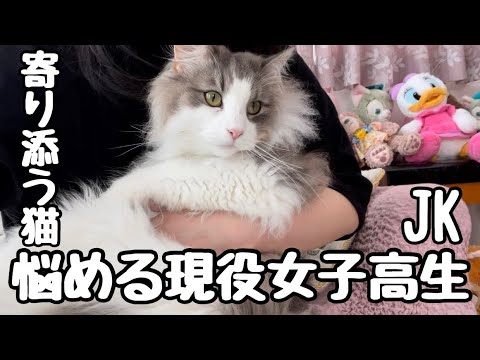 高校を辞めた娘を心配してずっと一緒に居てくれた猫たち【ノルウェージャンフォレストキャット】