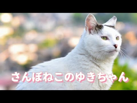【さんぽねこのゆきちゃん】ゆきちゃん！いいお天気だね！そろそろお散歩に行く時間だよ！いつもありがとう│熱海│伊豆│希少で唯一無二のお散歩猫│日本猫│ジャパニーズ・ボブテイル