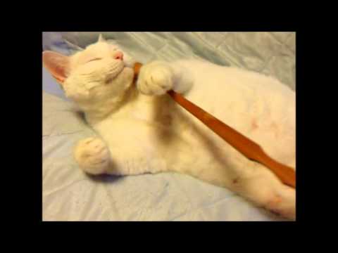 【デブ猫編】白いデブ猫