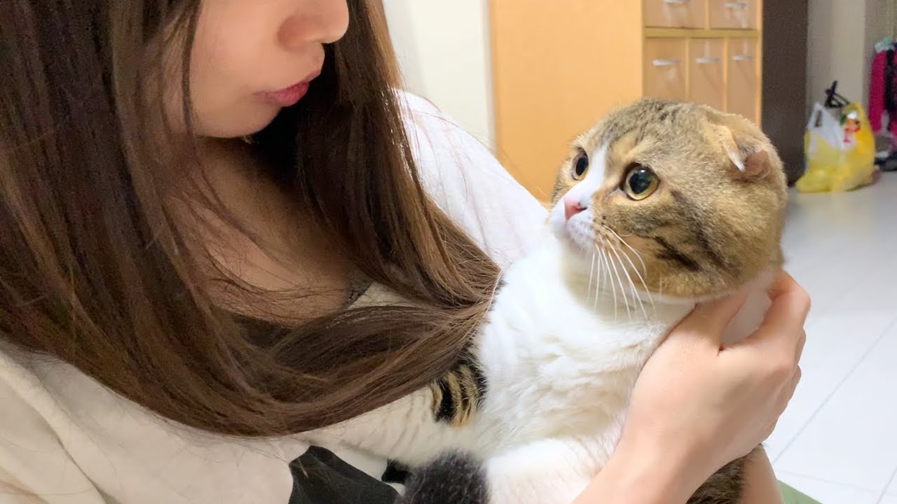 【猫】台風が不安で沢山お喋りするぽこ太郎【スコティッシュフォールド】