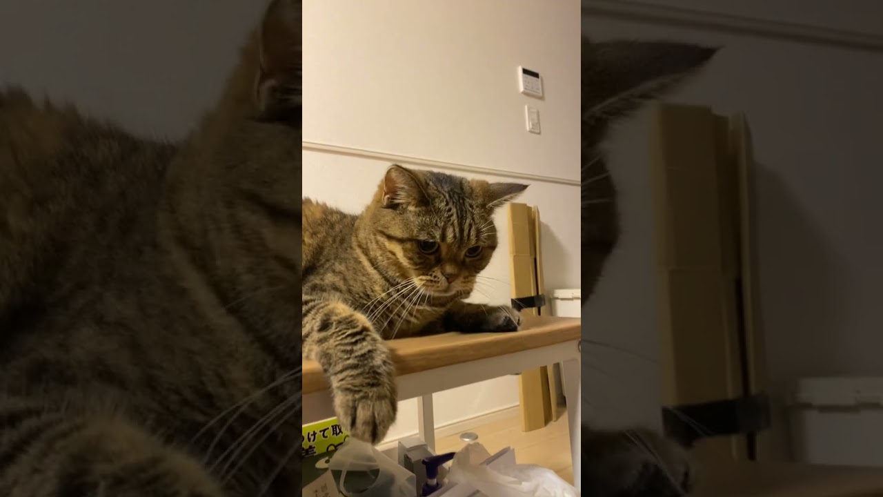 【とらとらと。】我が家の帝王。　#猫 #vlog #ネコ #ミヌエット #セルカークレックス #子猫