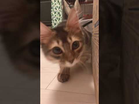 #ソマリ #猫動画 #もう少しだけ