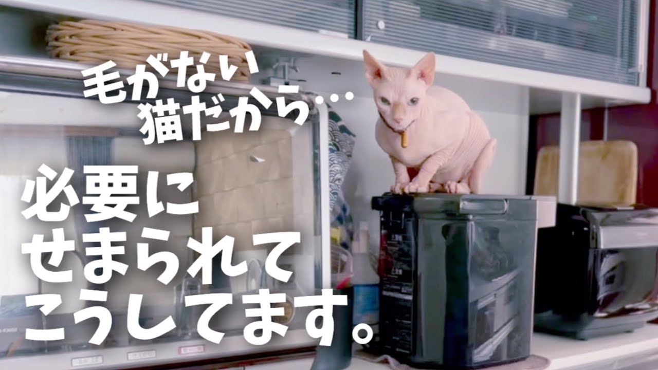 どこにでも登ってしまうスフィンクス猫に困っています