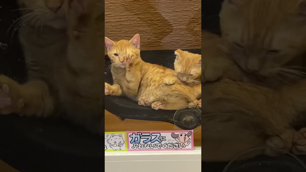 子猫？超絶仲がいいニャンコ発見！