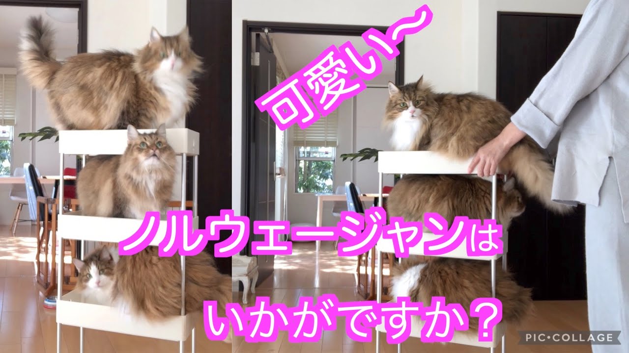可愛いノルウェージャンフォレストキャットはいかがですか？猫フードの保管