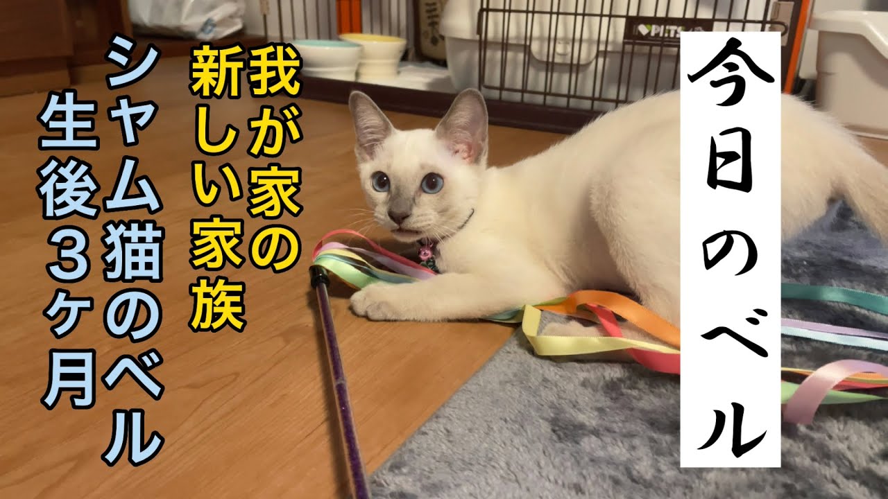 シャム猫のベル　生後３ヶ月（我が家の新しい家族）　#猫   #猫動画  #猫好きな人と繋がりたい