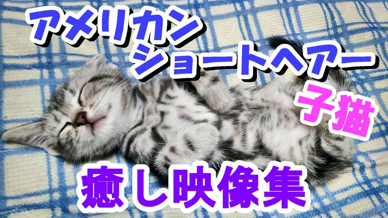 アメリカンショートヘアーの子猫　癒し映像集！かわいすぎるアメショ