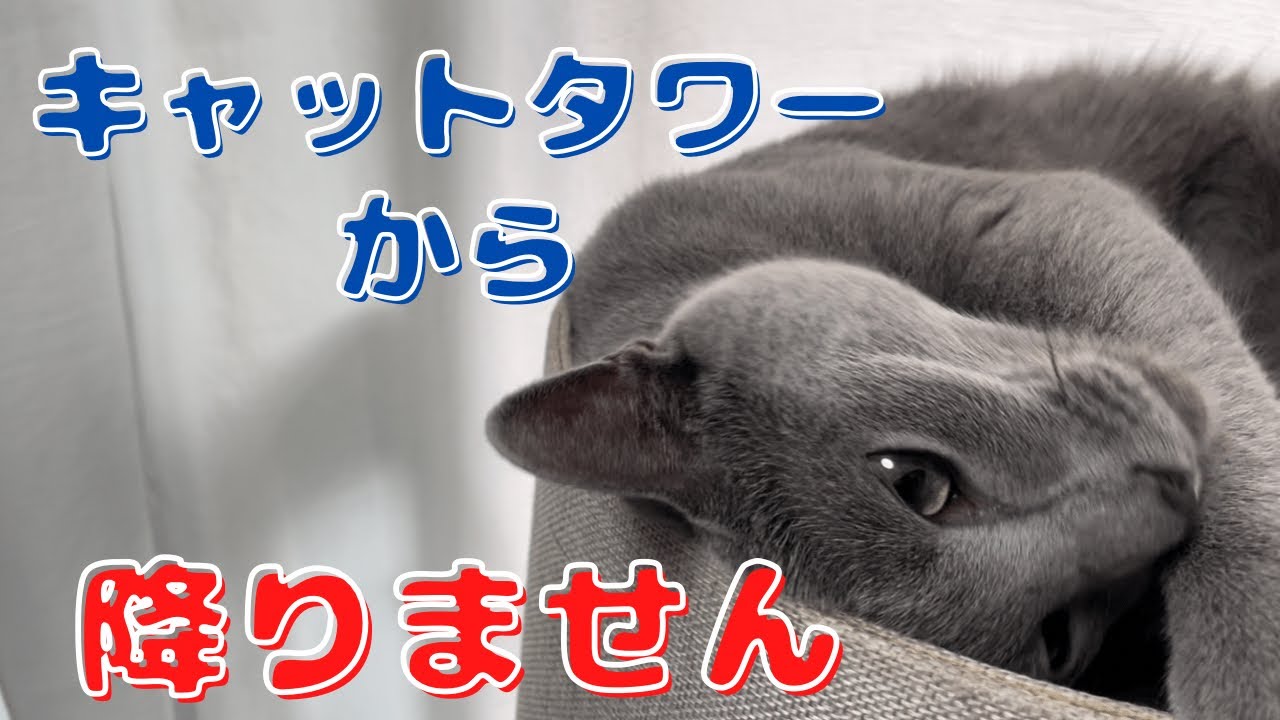 一日中ここにいますｗどんだけ『NECOTA』好きやねん…【ロシアンブルー】