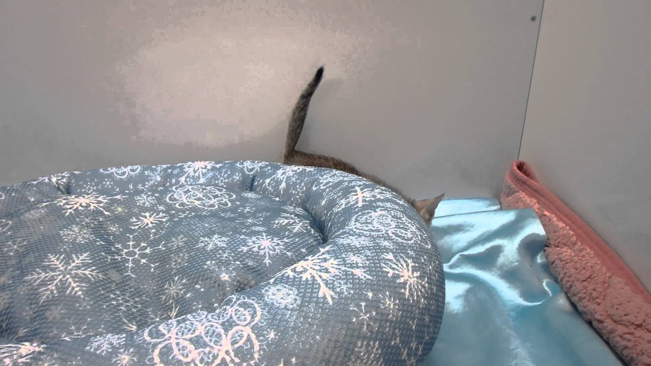 268757エジプシャンマウ