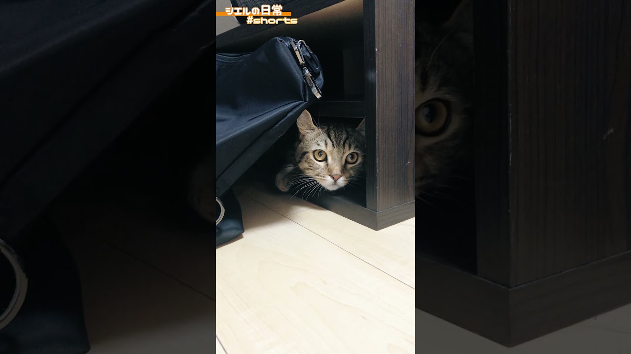 ジー・・・　/キンカロー　マンチカン×アメリカンカール　#Shorts