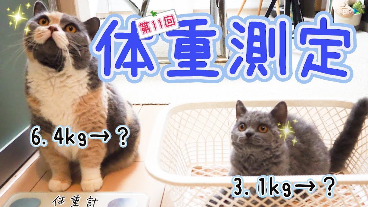 結果にコミット！ぶっちゃんのダイエット大作戦！｜セルカークレックス｜ブリティッシュショートヘア