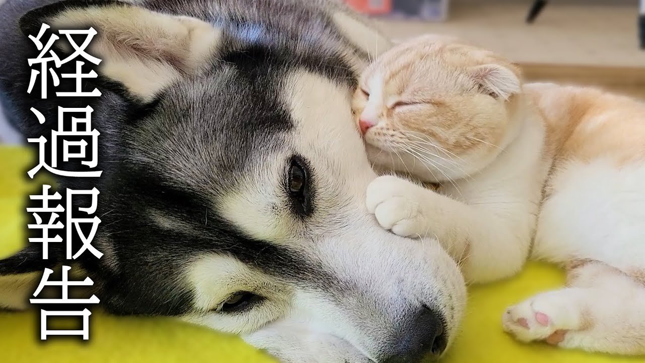 体調を崩したハスキー犬の様態について...