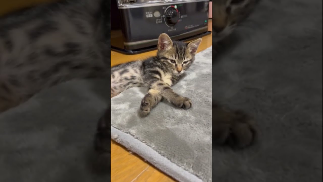 【母猫に捨てられた保護子猫】ストーブの前で睡魔と戦う生後1か月の子猫 #shorts