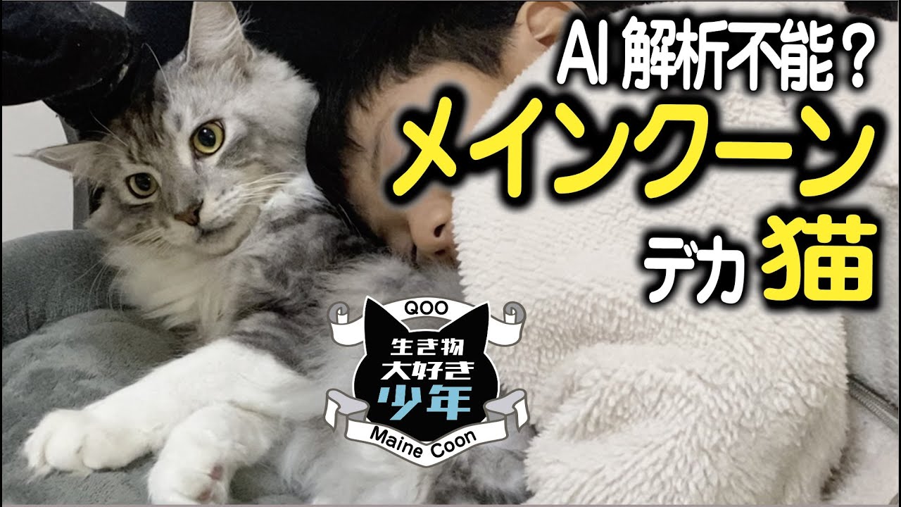 【メインクーン】AI図鑑に出てこない？大型猫。ノルウェージャンフォレストキャットじゃないよ