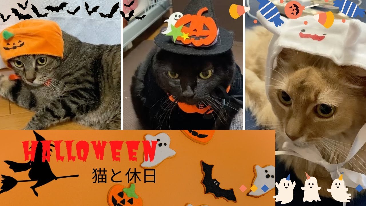ハロウィン仮装🎃#猫#黒猫#ソマリ#キジトラ#ハロウィン