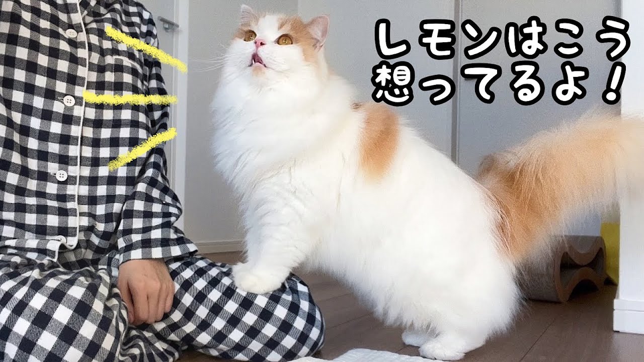 愛猫の気持ちの伝え方が変わってるけど可愛すぎる【ほぼ犬】