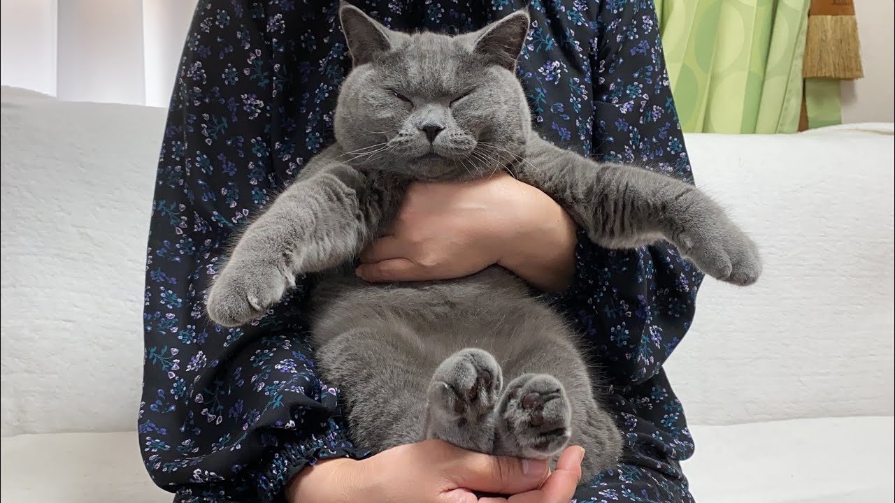 抱っこ嫌いなむっちり猫を懐柔せよ！抱っこ対決！