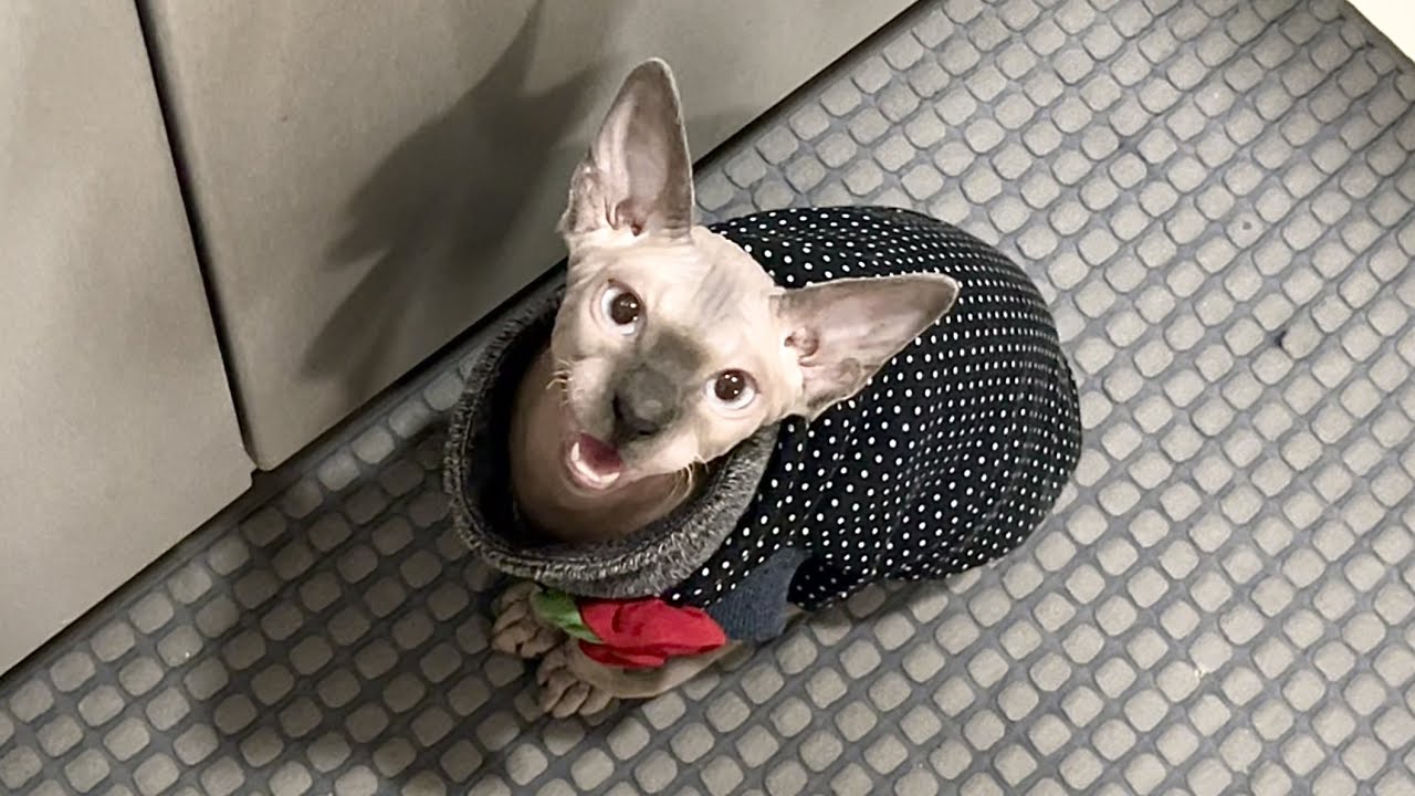 いつでもママと一緒がいい子猫【スフィンクス猫】