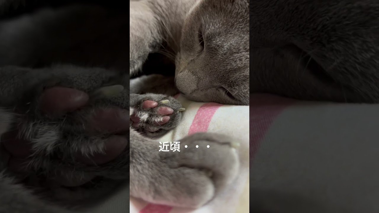 【ロシアンブルー】夜・・寝る直前のめろんです😌【猫】#shorts