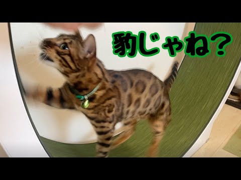 ベンガル猫の中に1匹どうやら豹が混じっている様です