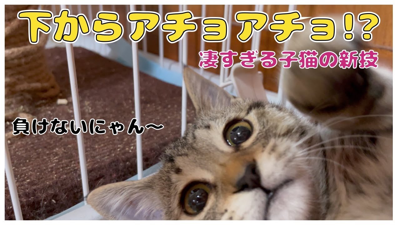 保護猫姉妹の縄張り争いついに勃発、子猫の新必殺技「下からアチョアチョ」初披露！必死だが、それがかわいい【保護猫姉妹】 EP61 @miorui iPhone14Proで撮影 4K高画質