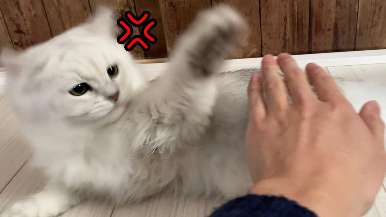 絶対に触らせてくれない子猫【ふわふわ チンチラペルシャ】