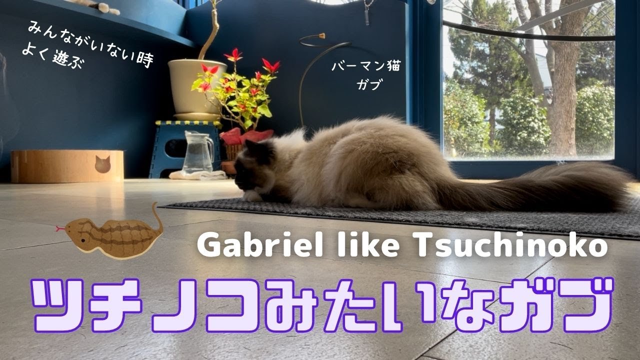低姿勢で遊ぶバーマン猫【ツチノコみたいなガブ】Gabriel like Tsuchinoko（バーマン猫）Birman/Cat