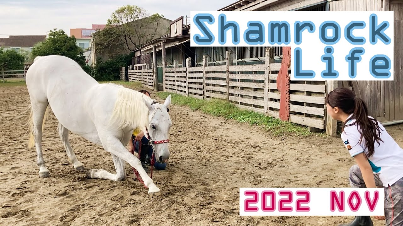 牝馬の心得/11月のVlog