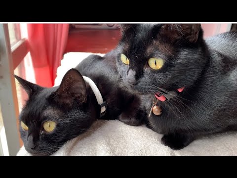 仲良し姉妹猫が可愛くて癒された！黒猫ボンベイBlack bombay cat