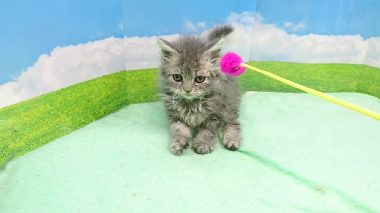 巻き毛のセルカークレックスの子猫ちゃん(*^-^*)