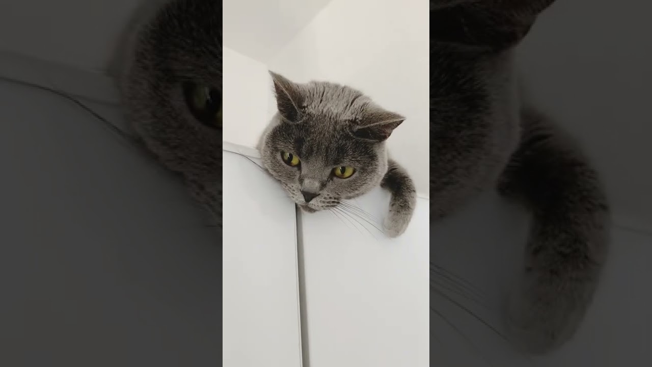 こんなところに居た猫【シャルトリュー】#Shorts