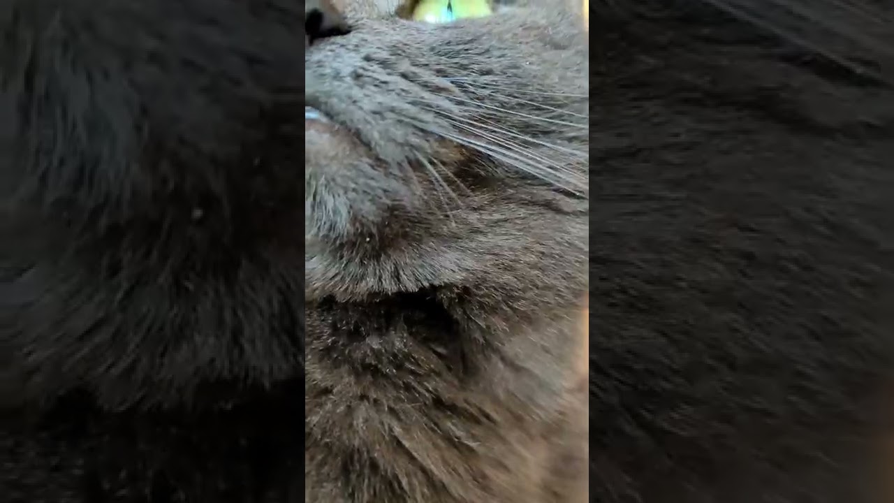 KORAT CAT / BLOGGER CAT