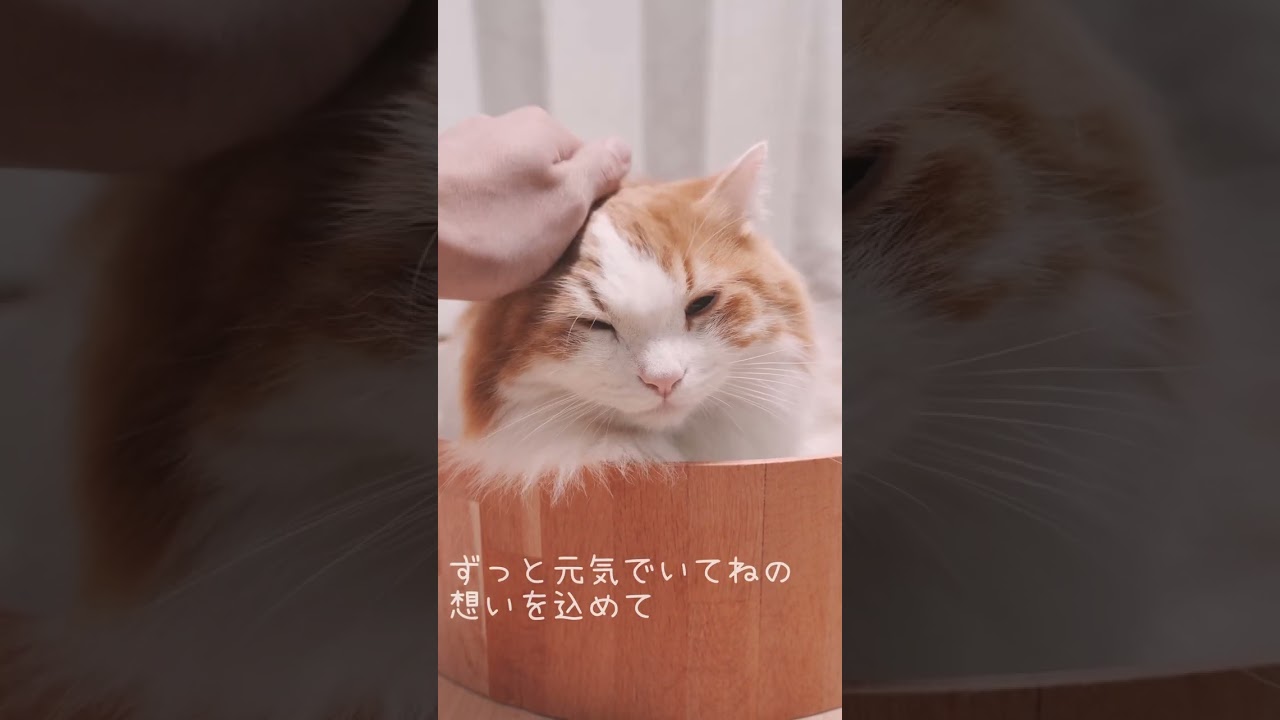 マンチカンねんね前よちよち