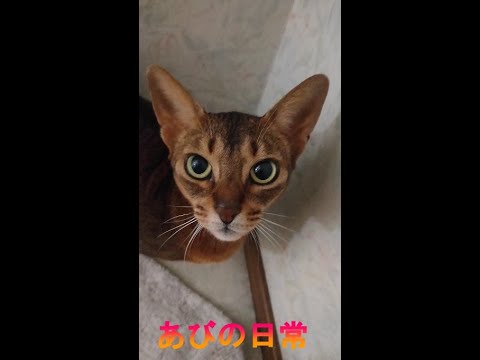 ネコ動画あび＃215　あびの日常　アビシニアン　あび