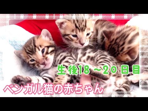 【生後18〜20日目】テトが赤ちゃんにマーキング！？ベンガル猫ベルの子猫の成長記録