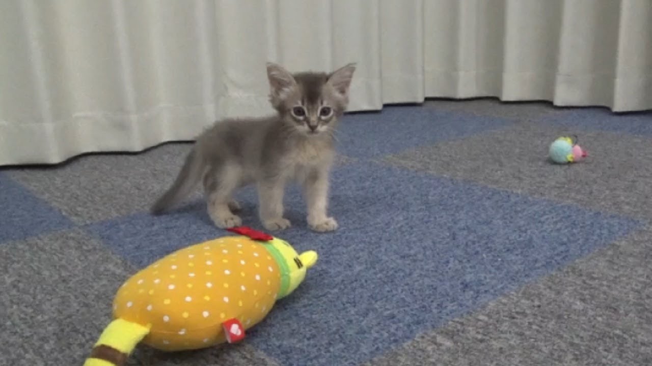 [ソマリ]　オモチャ大好き