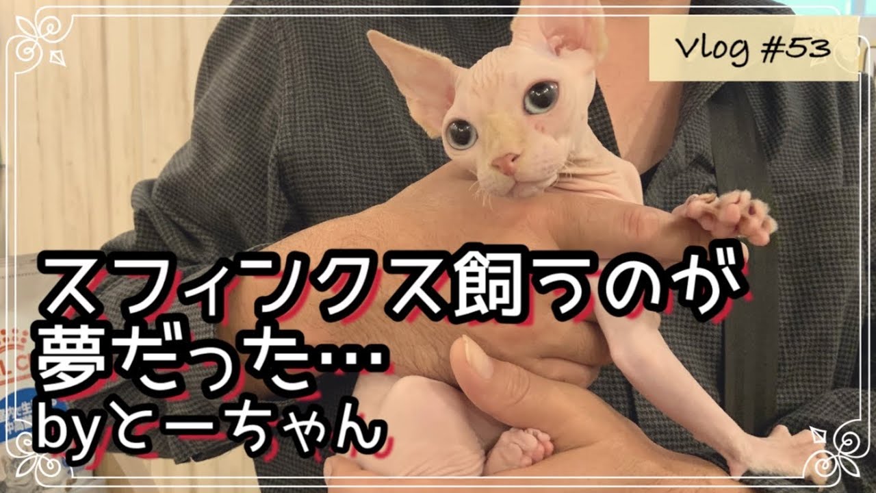 【運命の出会い】とーちゃんはスフィンクス猫を飼うのが夢だったのだ！～お迎え一週間～