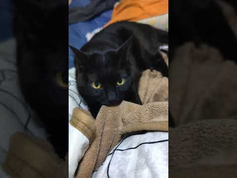目力強めの可愛い毛布仕上げ職人猫。 A blanket-finishing craftsman cat with a strong eye.